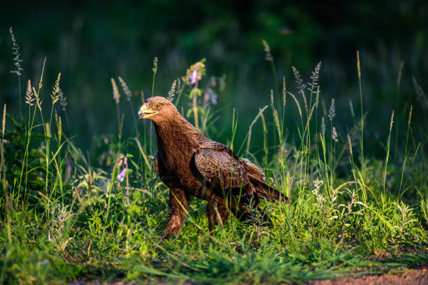 The brown snake eagle (Circaetus cinereus) in Kruger NP in South Africa. The brown snake eagle (Circaetus cinereus) in Kruger NP in South Africa. brown snake eagle stock pictures, royalty-free photos & images