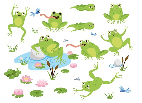 귀여운 개구리 만화 캐릭터 벡터 일러스트 세트 개구리에 대한 스톡 벡터 아트 및 기타 이미지 - 개구리, 만화, 일러스트레이션 -  Istock