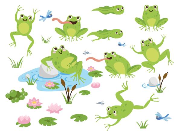 Cute frog cartoon characters vector illustrations set Cute frog cartoon characters vector illustrations set. Drawings of green toads jumping, sitting in pond with lotus, catching dragonflies isolated on white background. Animals, wildlife concept frog illustrations stock illustrations