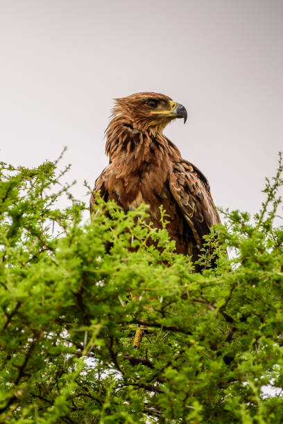 The brown snake eagle (Circaetus cinereus) in Kruger NP in South Africa. The brown snake eagle (Circaetus cinereus) in Kruger NP in South Africa. brown snake eagle stock pictures, royalty-free photos & images