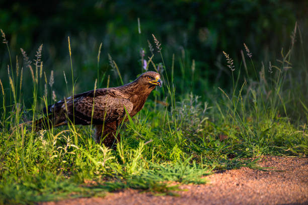 The brown snake eagle (Circaetus cinereus) in Kruger NP in South Africa. The brown snake eagle (Circaetus cinereus) in Kruger NP in South Africa. brown snake eagle stock pictures, royalty-free photos & images
