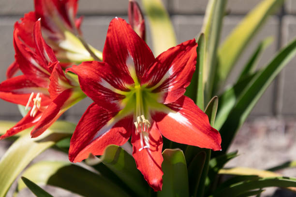 petali rossi vellutati a strisce di stelle bianche. fiori di amaryllis in fiore. barbados amaryllis in fiore - amaryllis foto e immagini stock