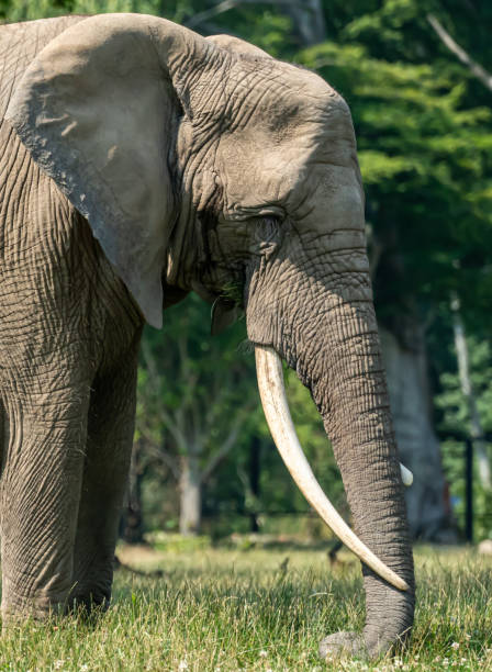 istock Large African Elephant grazing on a lush green savanna. 1332652210