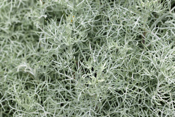 istock Arctic sage leaves with no flowers 1332653263