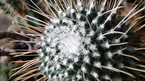 white needles of cactus macro