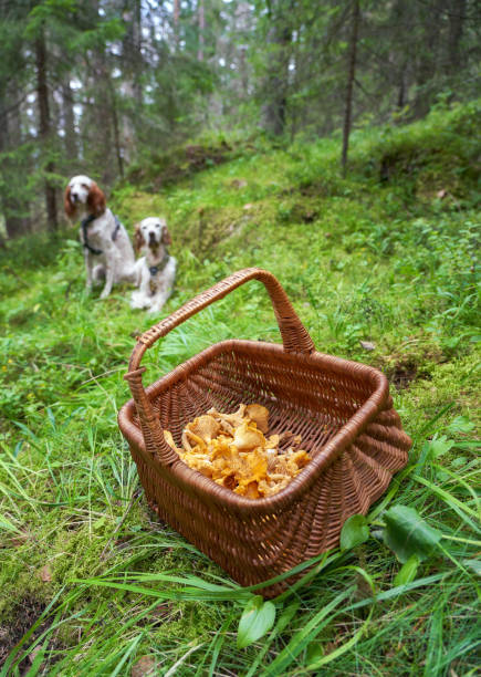 바구니에 탄테렐, 노르드마르카 오슬로 노르웨이 - chanterelle basket edible mushroom mushroom 뉴스 사진 이미지