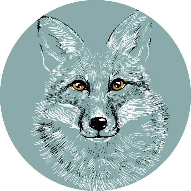 Vector illustration of The head of a fox wolf in a circle. Illustration a hand-drawn drawing, like an emblem or logo