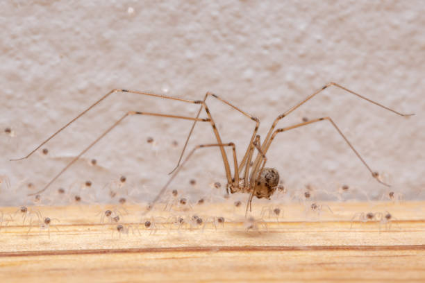 istock adult female Short-bodied Cellar Spider 1332660847