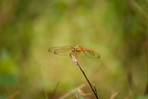 Beautiful Dragonfly sitting on the branch stock photo