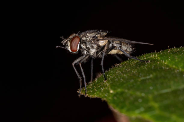 istock Adult House Fly 1332661714