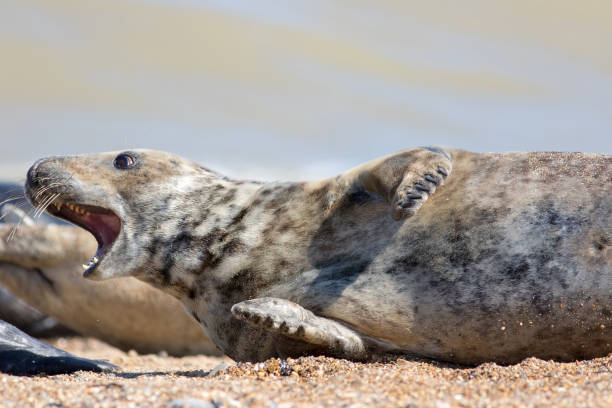 istock Crazy animal meme image of a startled seal 1332662449