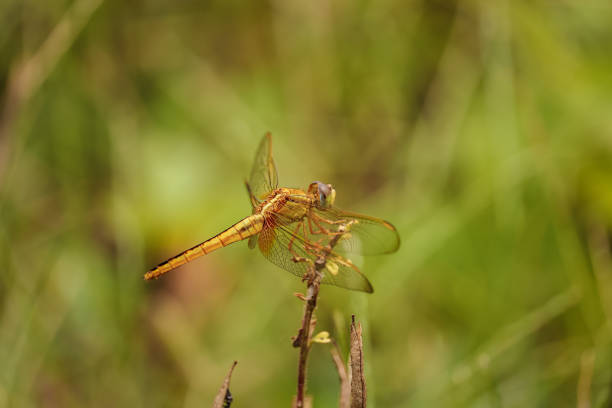 Beautiful Dragonfly sitting on the branch stock photo