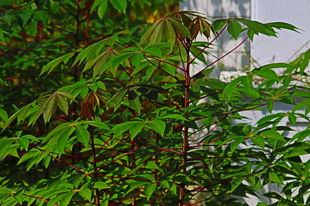 istock dense cassava leaves in the yard 1332663149