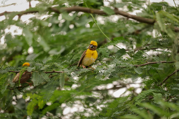 Bird sitting on the tree , Weaver bird stock photo