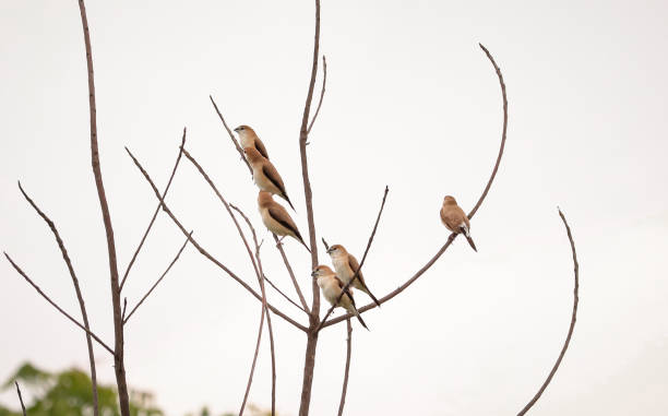Bird sitting on the tree , Weaver bird stock photo