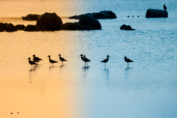 Birds at lake , enjoying the sunset view stock photo