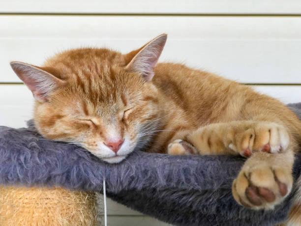 istock The Lion Sleeps Tonight: A Tabby Cat is taking a Cat Nap 1332663345