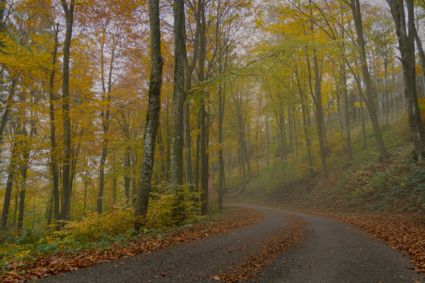 istock Foggy Forests 1332663515