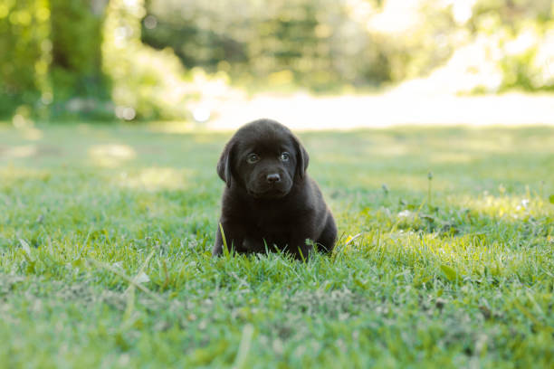 istock Cute labrador puppy 1332663609