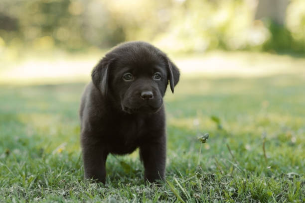 istock Cute labrador puppy 1332663639