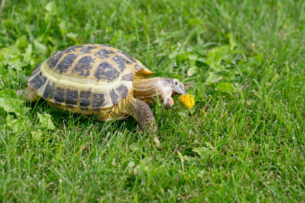 istock Russian Tortoise on green grass going to eat a dandelion 1332663676