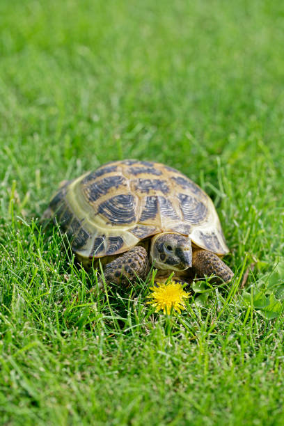 istock Russian Tortoise on green grass going to eat a dandelion 1332663706