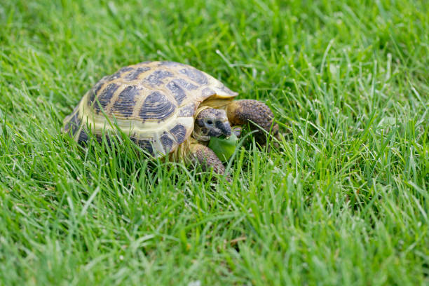 istock Russian Tortoise on green grass 1332663878