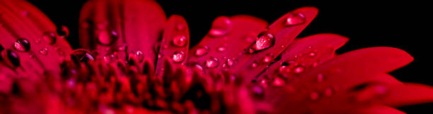 Close-up of a beautiful red Gerbera flower with water drops on a black background. Shallow depth of field.