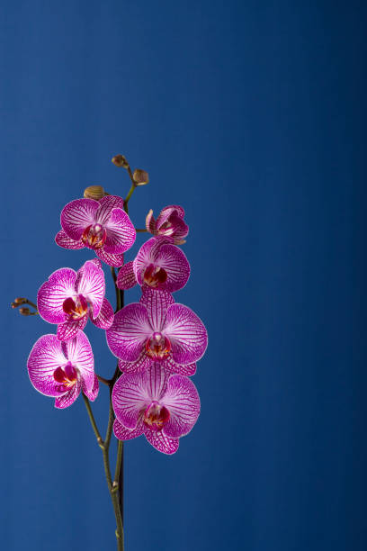 istock Orchid flowers on a dark blue background with copy space 1332664357