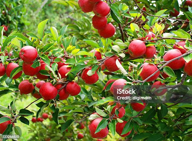 Apple Apanhar Frutos - Fotografias de stock e mais imagens de Agricultura - Agricultura, Ao Ar Livre, Apanha