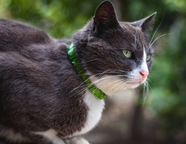 istock Portrait of a cat 1332665748