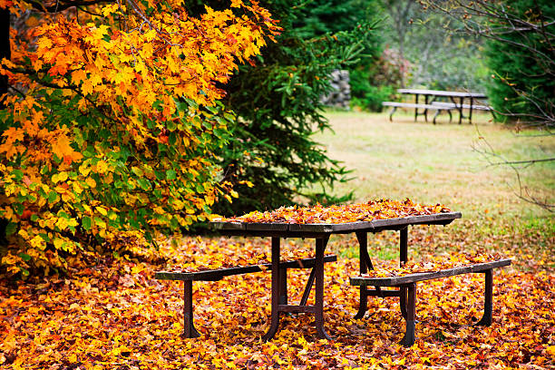 istock Picnic table with autumn leaves 133266774