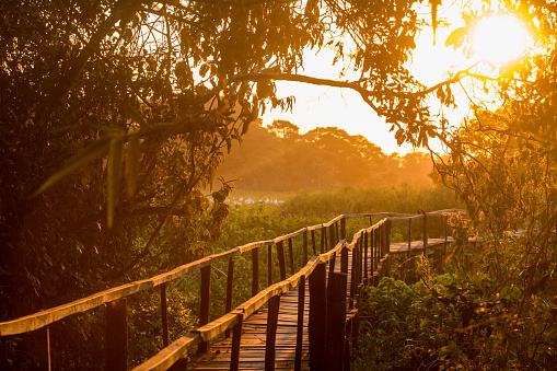 Elevated Walkway in The Pantanal, Brazil