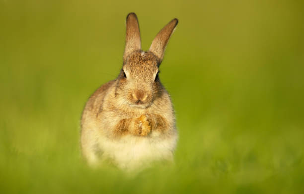 istock Cute little rabbit sitting in grass in spring 1332668536