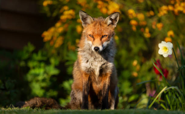 istock Close up of a red fox against colorful background in spring 1332668671