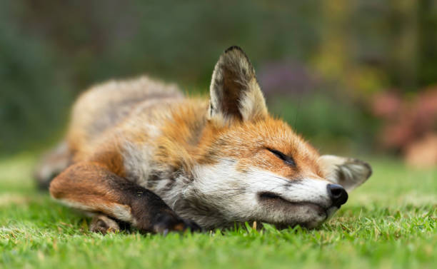 istock Close up of a red fox sleeping on green grass 1332668793