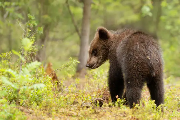 Close up of a cute small Eurasian Brown bear in Finnish forest in summer.