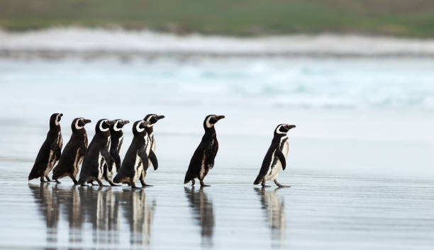 magellan-pinguine auf dem weg ins meer - penguin stock-fotos und bilder