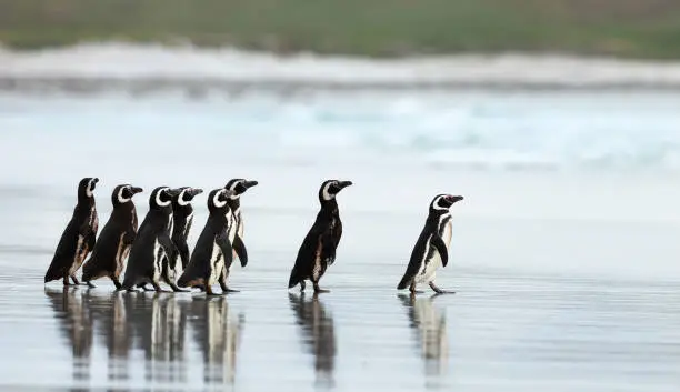 Magellanic penguins heading out to the sea in the Falkland Islands.