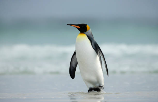 istock King penguin walking on a sandy beach 1332668888