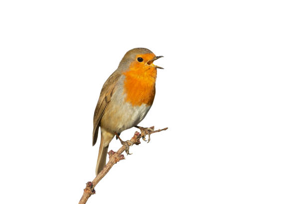 European Robin calling against clear white background Close up of an European Robin (Erithacus rubecula) calling against clear white background. animal call stock pictures, royalty-free photos & images