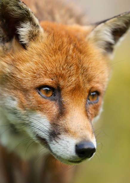 istock Portrait of a red fox in summer 1332669463