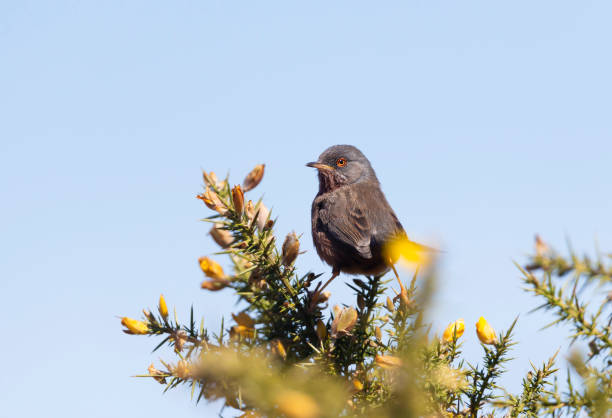 istock Close up of a perching Dartford warbler 1332669621