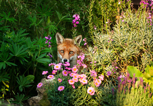 Close up of a red fox (Vulpes vulpes) hiding behind pink flowers, United Kingdom.