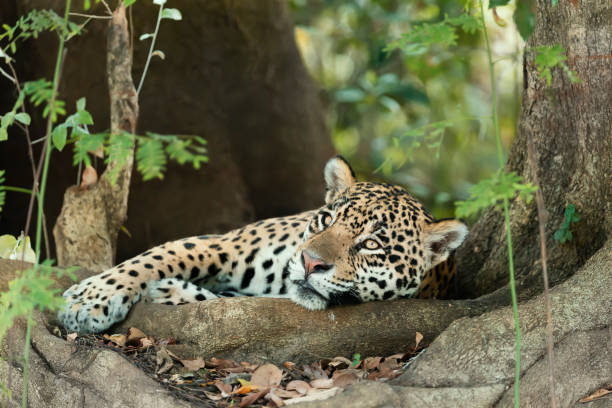 istock Jaguar lying on tree roots on a river bank 1332669749