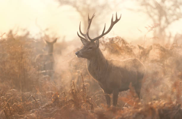 istock Red deer on a misty autumn morning 1332669860