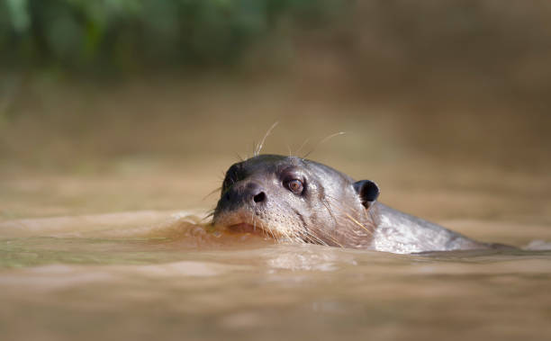istock Close up of a Giant River Otter in a river 1332670035