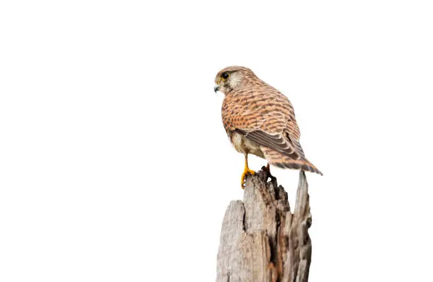Photo of Common kestrel perched on a post against clear white background