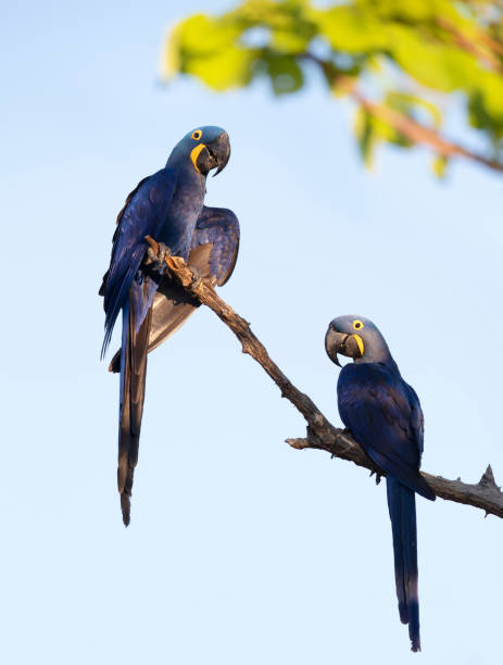 istock Close up of two Hyacinth macaw perched in a palm tree 1332670065