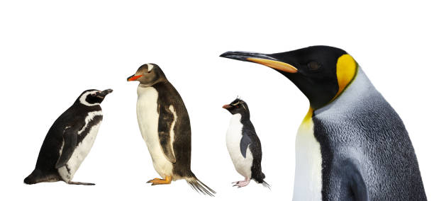 istock Magellanic, Gentoo, Rockhopper and King penguins on a white background 1332670089